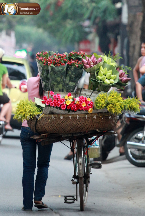 Hoa dừa cạn rủ, hoa dua can ru, hoa Tết, hoa Tet, hạt giống hoa, hoa treo, dạ yến thảo, hoa treo ban công, hạt giống hoa oải hương, bán hạt giống hoa oải hương, hat giong hoa oai huong, hạt giống  chất lượng cao, hat giong hoa , hat giong hoa chat luong cao, hoa trong tham, hoa trong chau,